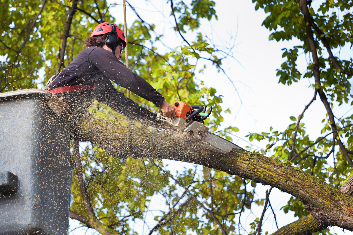 tree service in Marietta, GA